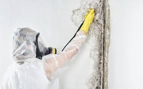 Environmental Consulting for Mold Prevention in Lockland, OH